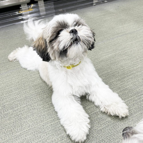 生徒が撮影したモデル犬写真③